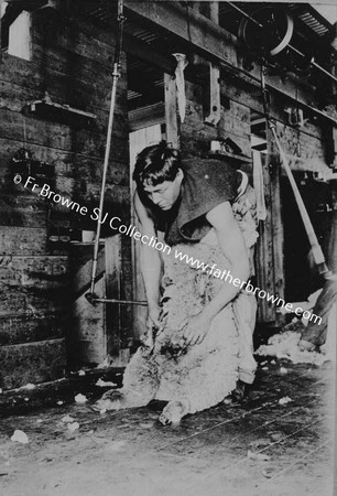 PEOPLE I HAVE SEEN ALBUM PAGE 17 TOILERS   THE SHEARING